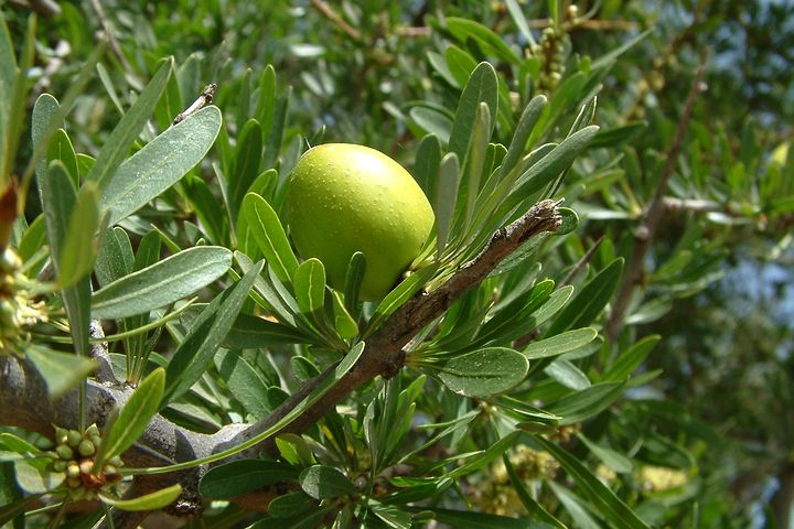 argan-2170485__480