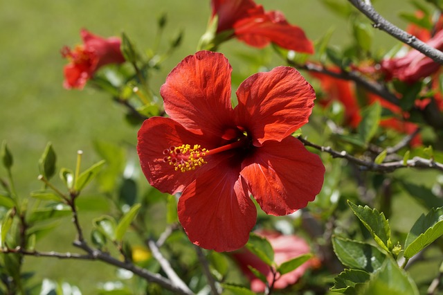 hibiscus