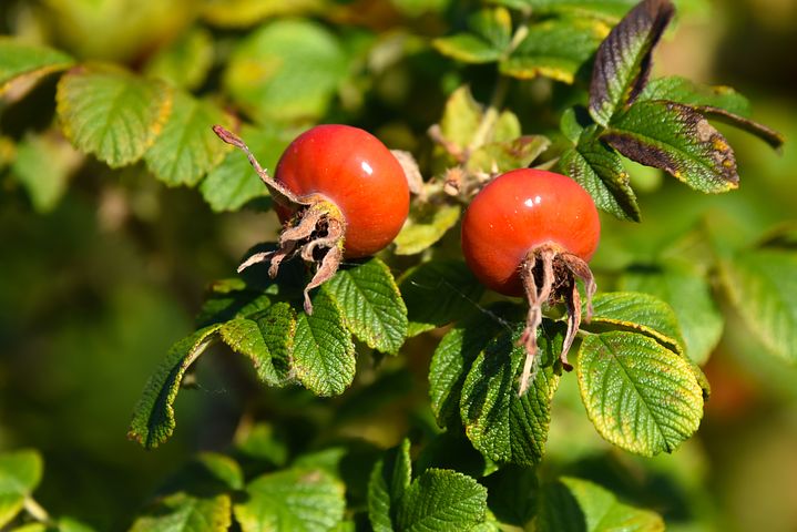 rose-hip-3527443__480