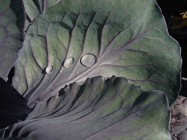 vegetables