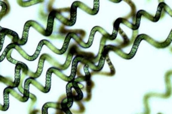 algamicrospirulina