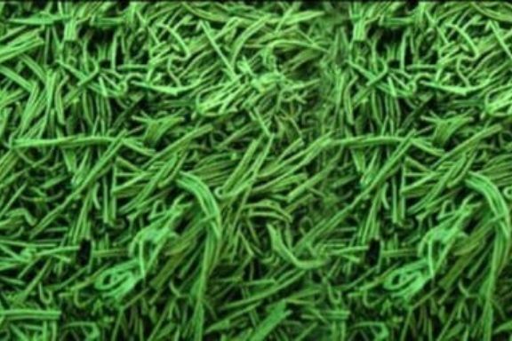 spirulinaSutaST